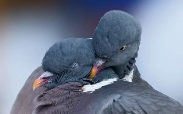  Doves