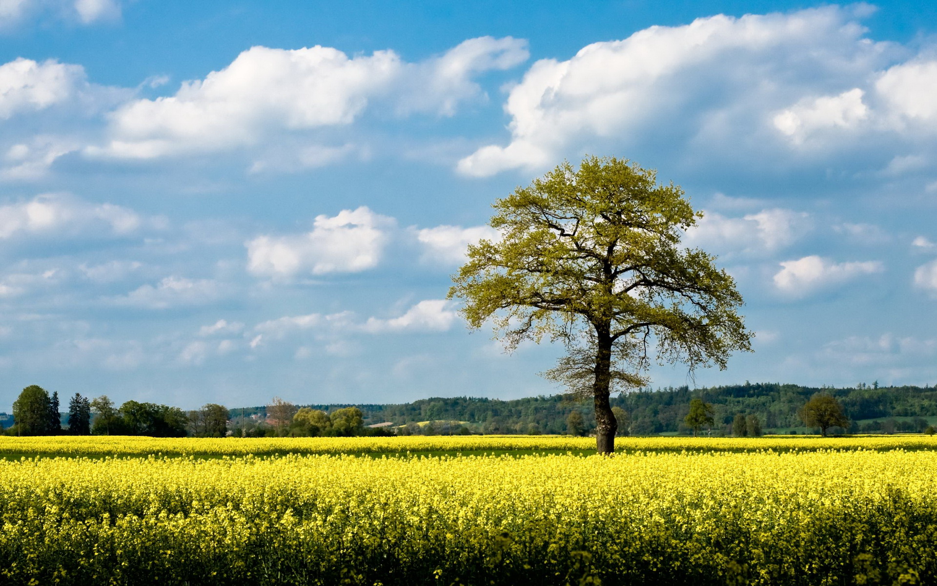 Golden Canola Fields - 4K Ultra HD