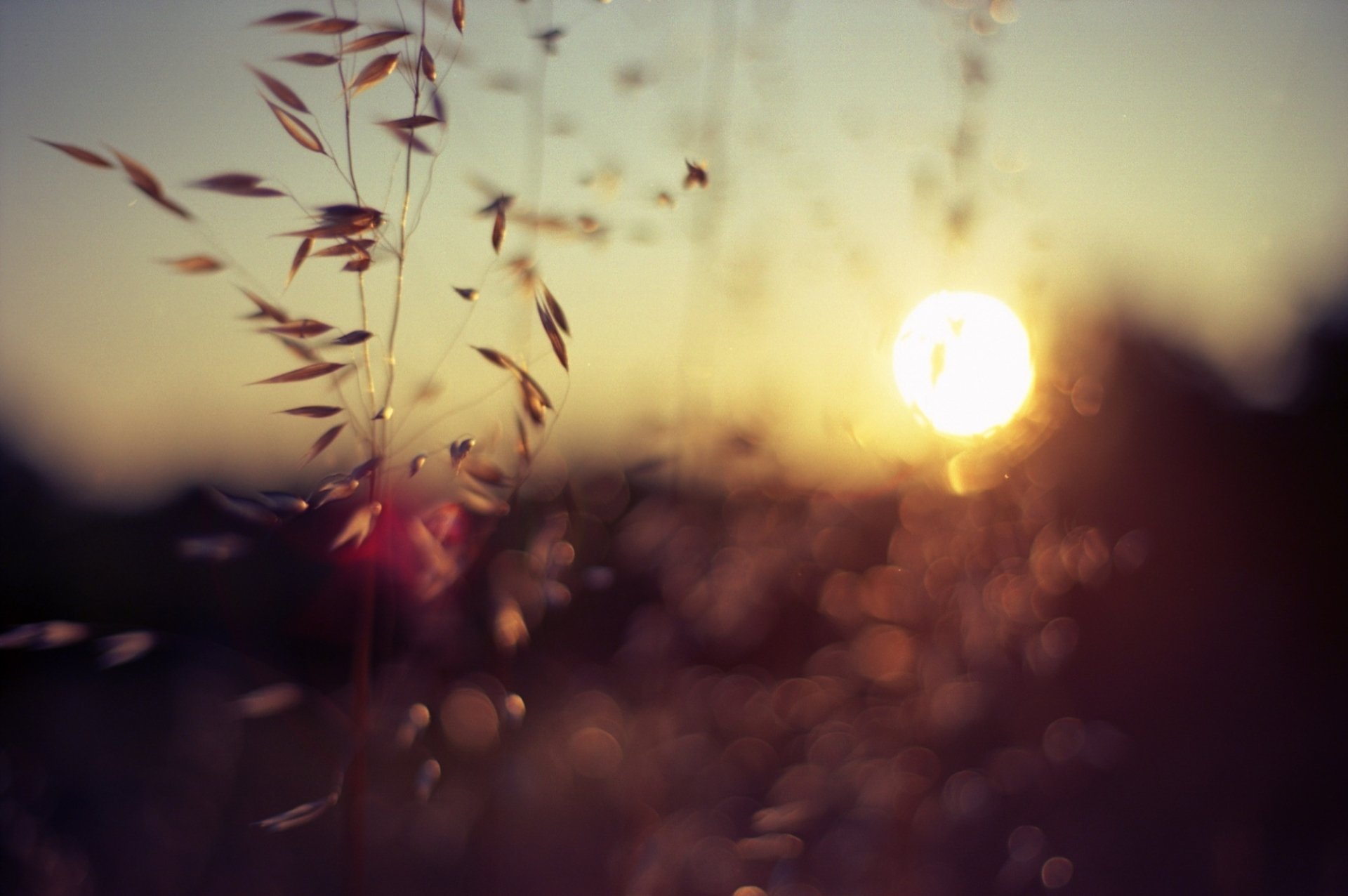 Download Nature Close-up HD Wallpaper