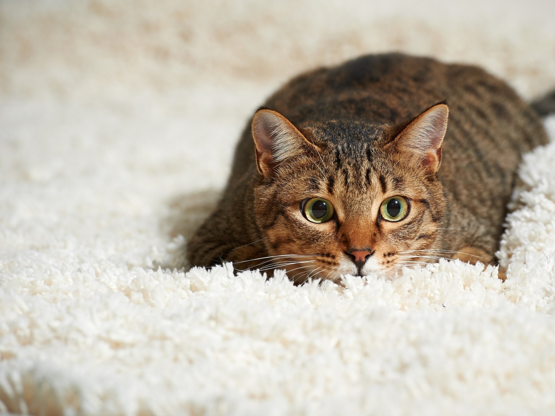 HD desktop wallpaper featuring a sharp-eyed cat lying on a fluffy white carpet, providing a serene background.