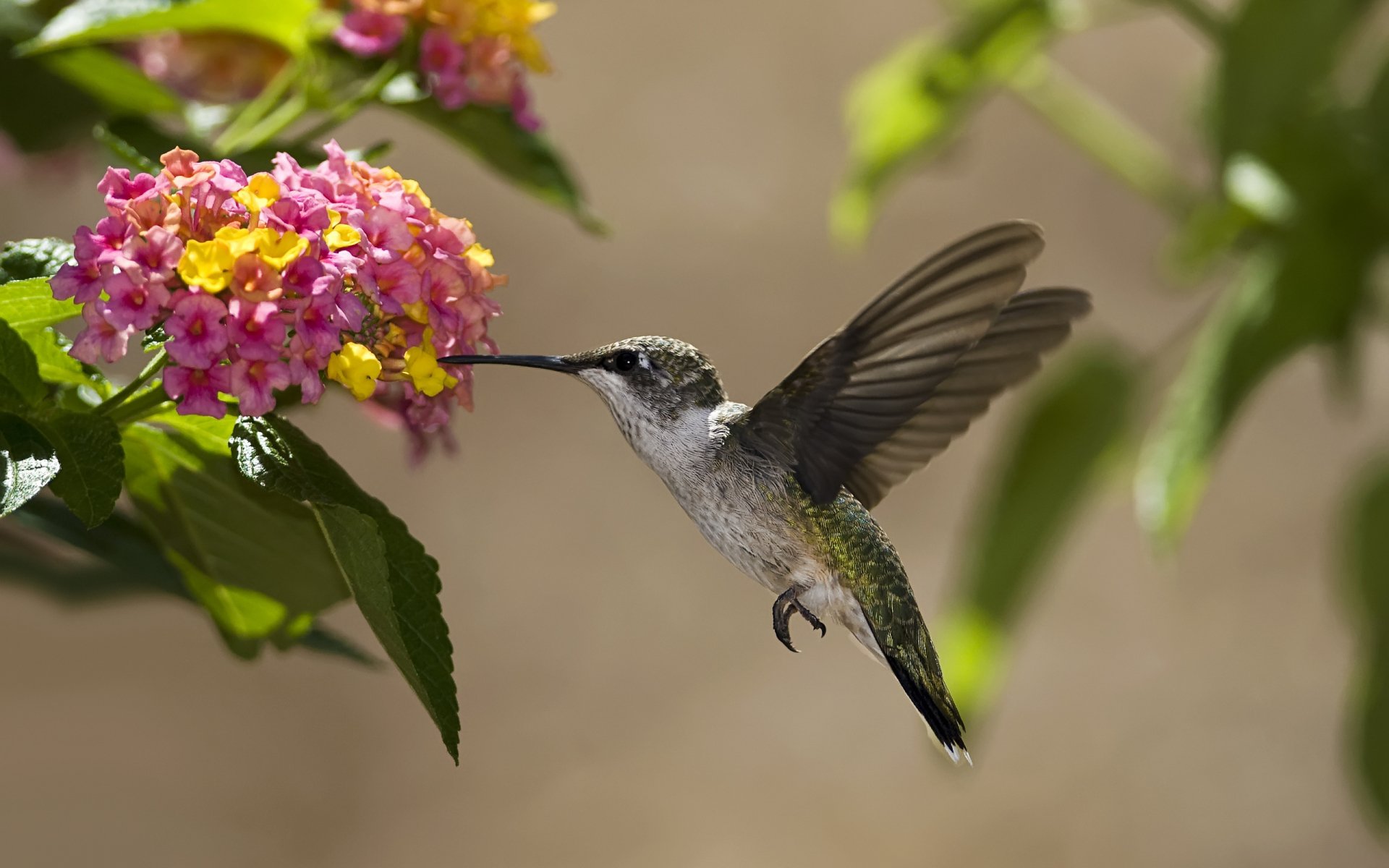 A vibrant hummingbird hovers delicately in front of colorful flowers, captured in stunning detail, making this an engaging HD desktop wallpaper and background.