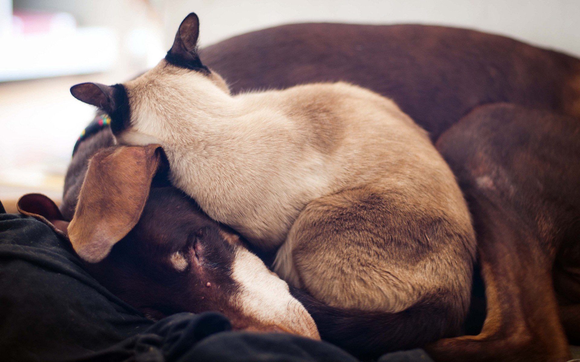 HD PC desktop wallpaper showing a cat and dog peacefully cuddling, highlighting the bond between these animals.