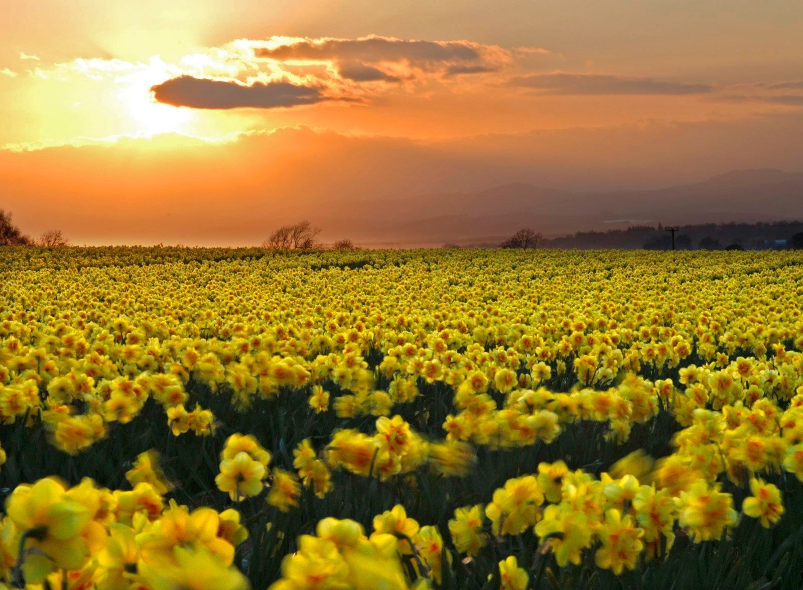 Good Morning Daffodils! Wallpaper and Background Image | 1600x1175 | ID