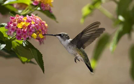 A vibrant hummingbird hovers delicately in front of colorful flowers, captured in stunning detail, making this an engaging HD desktop wallpaper and background.
