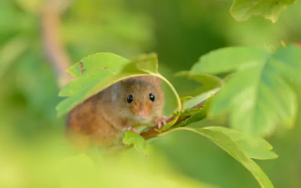 A charming mouse peeks out from beneath green leaves, set against a soft-focused natural background, making for a delightful HD PC desktop wallpaper.