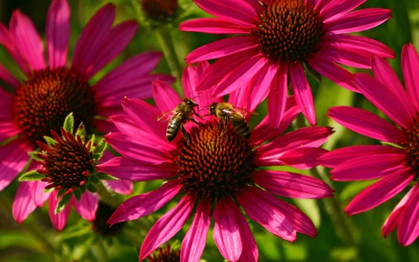 HD desktop wallpaper featuring bees gathering nectar from vibrant pink coneflowers in a sunlit garden setting.