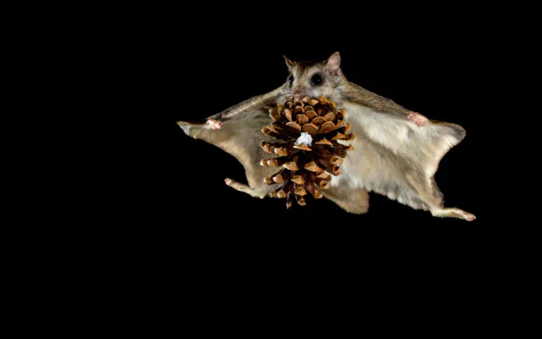 siberian flying squirrel Animal Flying Squirrel HD Desktop Wallpaper | Background Image