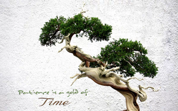 HD desktop wallpaper featuring a gracefully twisted bonsai tree against a textured white background. The text reads Patience is a gold of Time.