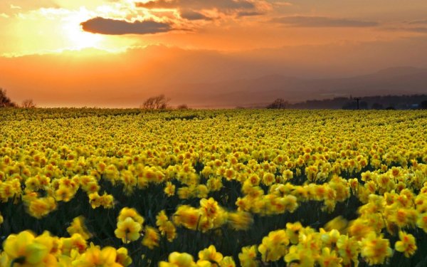 Earth Daffodil Flowers Flower HD Wallpaper | Background Image