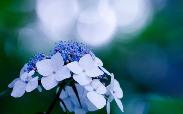 A close-up of delicate white hydrangea flowers with blue accents, set against a soft, blurred green background, creating a serene nature-inspired HD desktop wallpaper.