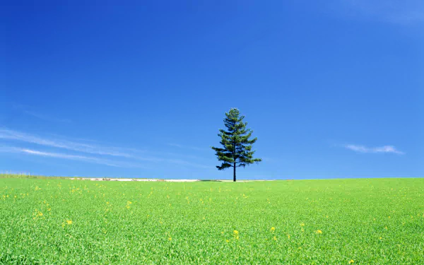 HD PC desktop wallpaper featuring a solitary pine tree standing in a vibrant green meadow under a clear blue sky, showcasing serene natural beauty.