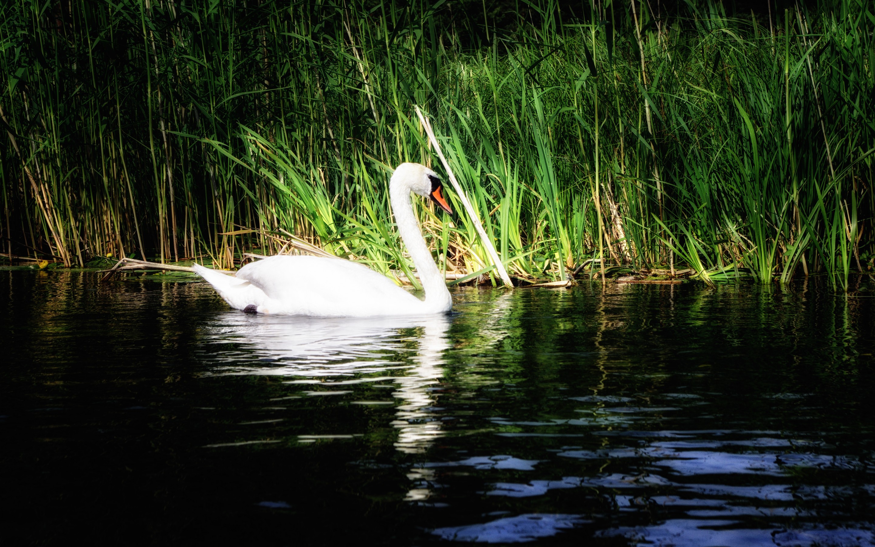 Mute swan HD Wallpaper