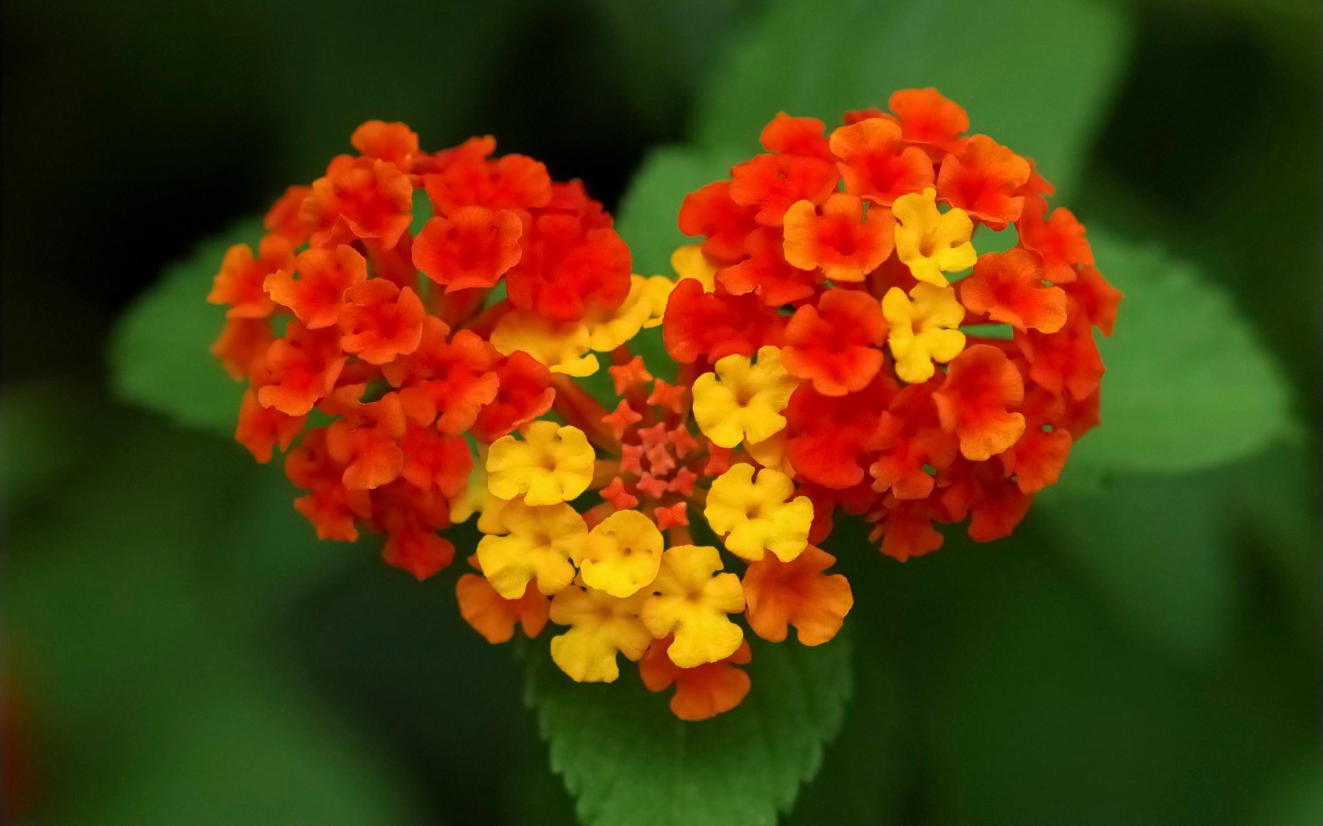 Vibrant red and yellow flowers form a heart shape against a lush green background, creating a stunning nature-inspired HD wallpaper for your desktop.