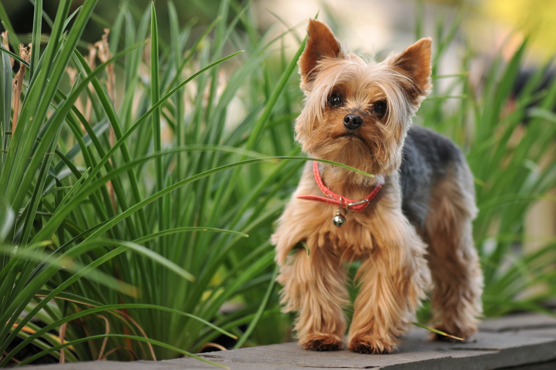 HD desktop wallpaper featuring a silky terrier standing outdoors on a wooden surface with green foliage in the background.