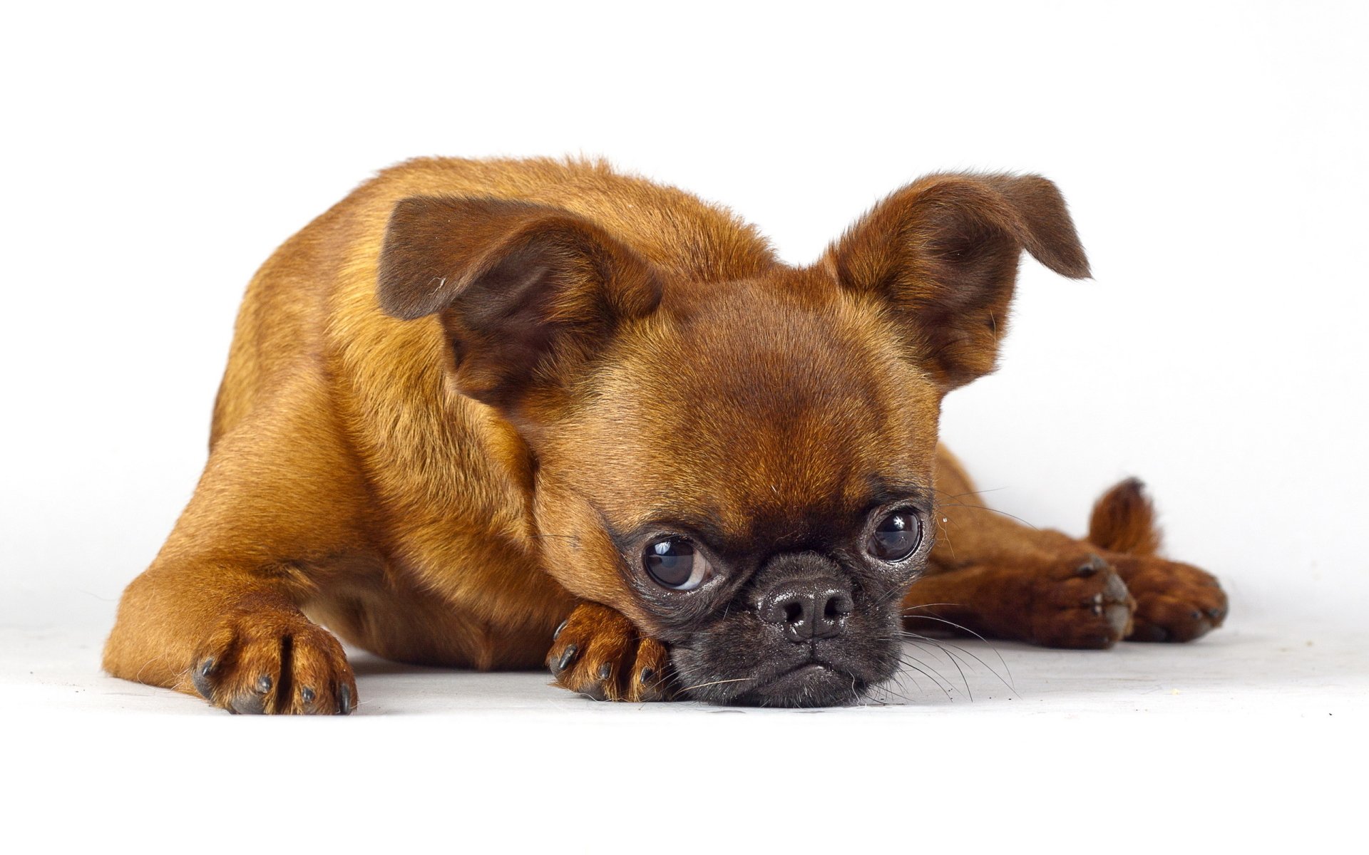 A close-up image of a small brown dog lying down, showcasing its curious expression. This HD wallpaper serves as a vibrant background featuring an adorable animal.