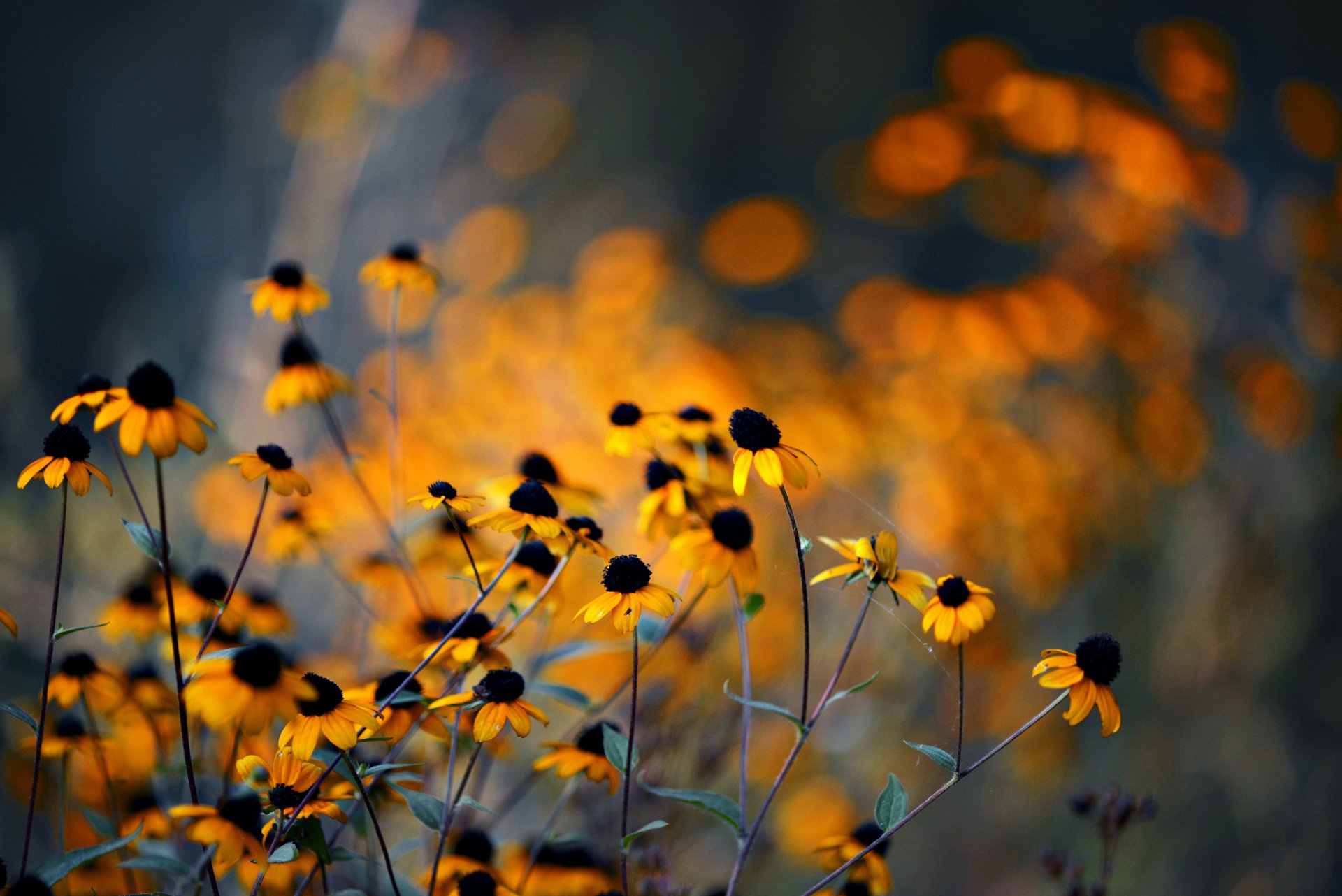 A vibrant field of yellow flowers against a softly blurred background, capturing the beauty of nature. This HD wallpaper brings a warm, floral touch to any desktop.