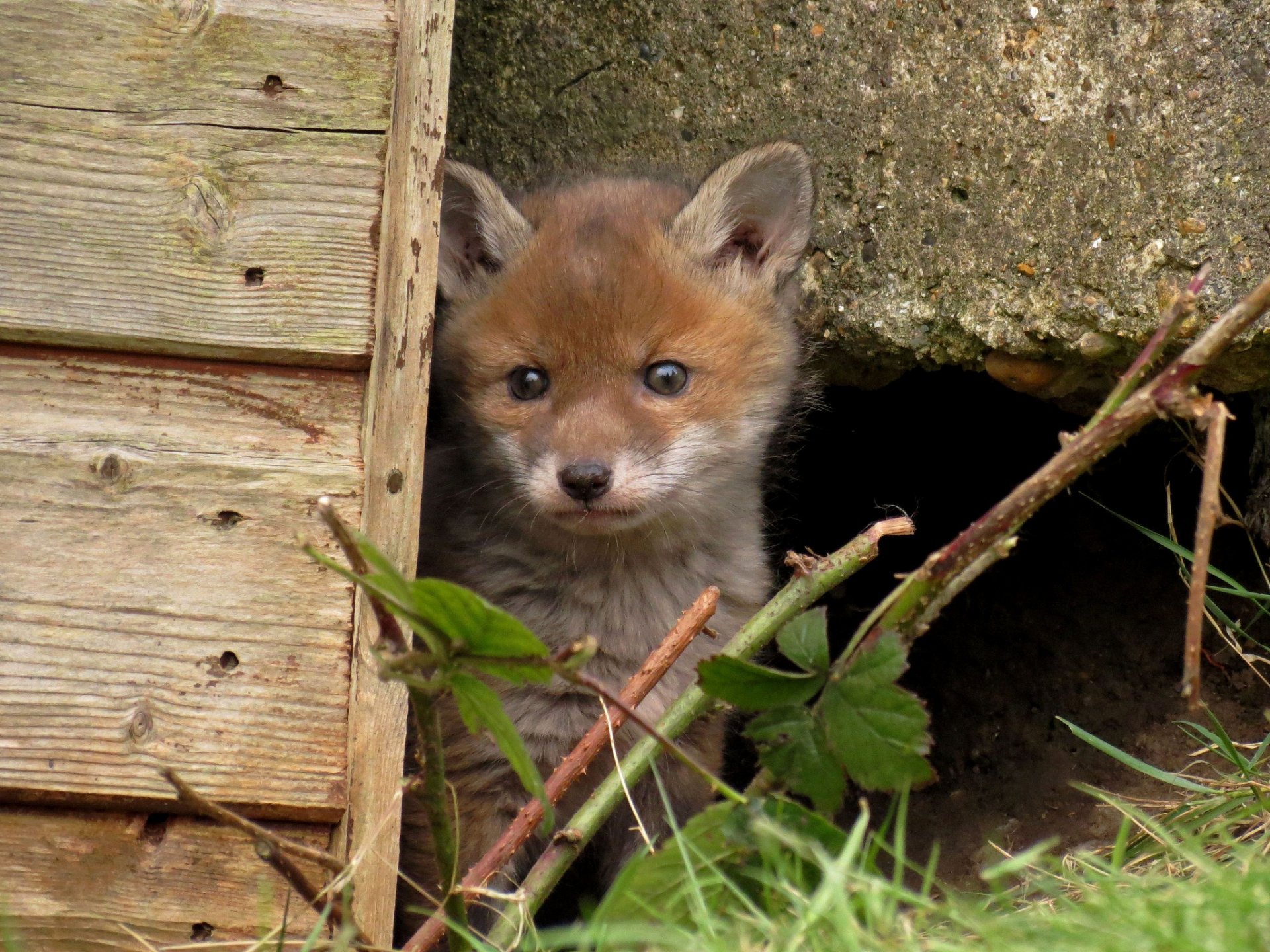 HD wallpaper of a young fox peeking out from a hole beside a wooden structure, surrounded by small branches.