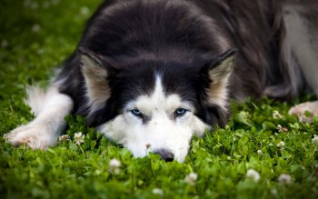 223 Husky Hd Wallpapers Background Images Wallpaper Abyss Page 2