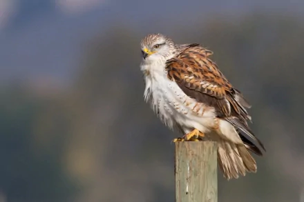 HD PC desktop wallpaper featuring a detailed close-up of a hawk perched on a wooden post against a blurred natural background.