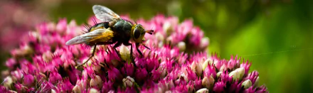 HD macro close-up of a fly perched on vibrant pink flowers, showcasing fine details of the insect and petals in a vivid natural background.