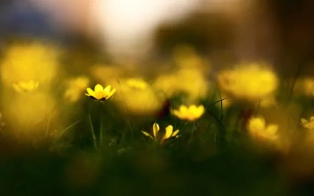 yellow flower nature flower HD Desktop Wallpaper | Background Image