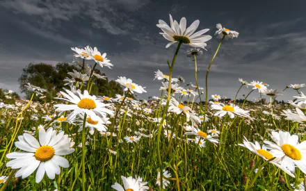 HD nature desktop wallpaper showcasing a vibrant field of white daisies under a dramatic cloudy sky.