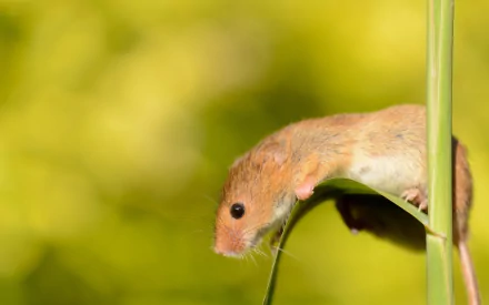 HD desktop wallpaper featuring a close-up of a small brown mouse clinging to a green plant stem against a blurred yellow-green background.