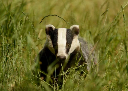 HD desktop wallpaper featuring a close-up of a badger partially hidden in tall grass in a natural setting.