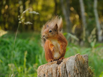 HD PC desktop wallpaper featuring a close-up of a red squirrel perched on a tree stump with a blurred forest background.