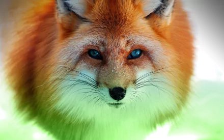 HD wallpaper featuring a close-up of a vividly colored fox with sharp blue eyes against a soft green background.