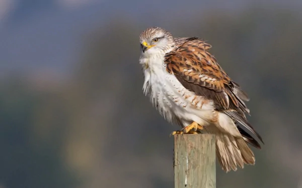 Animal hawk HD Desktop Wallpaper | Background Image