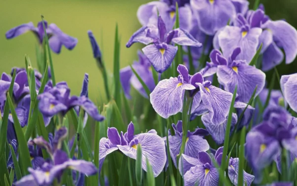 nature iris HD Desktop Wallpaper | Background Image