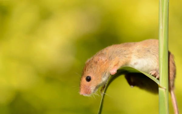 HD desktop wallpaper featuring a close-up of a small brown mouse clinging to a green plant stem against a blurred yellow-green background.
