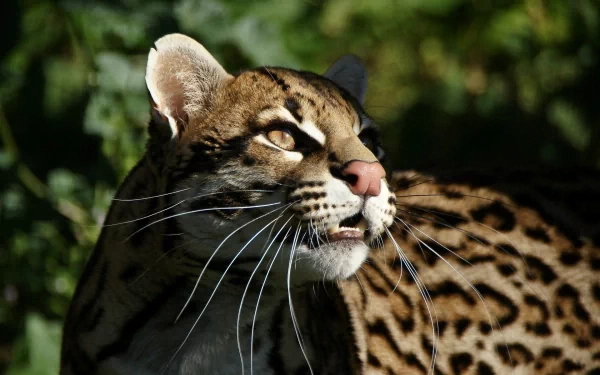 Animal ocelot HD Desktop Wallpaper | Background Image