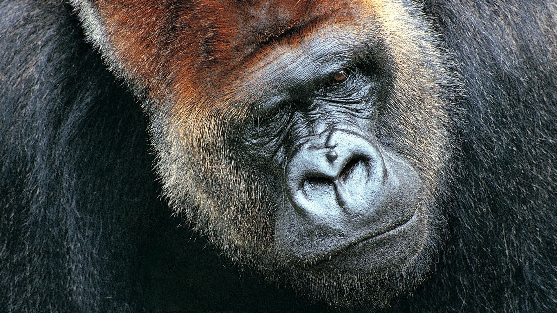 gorilla image