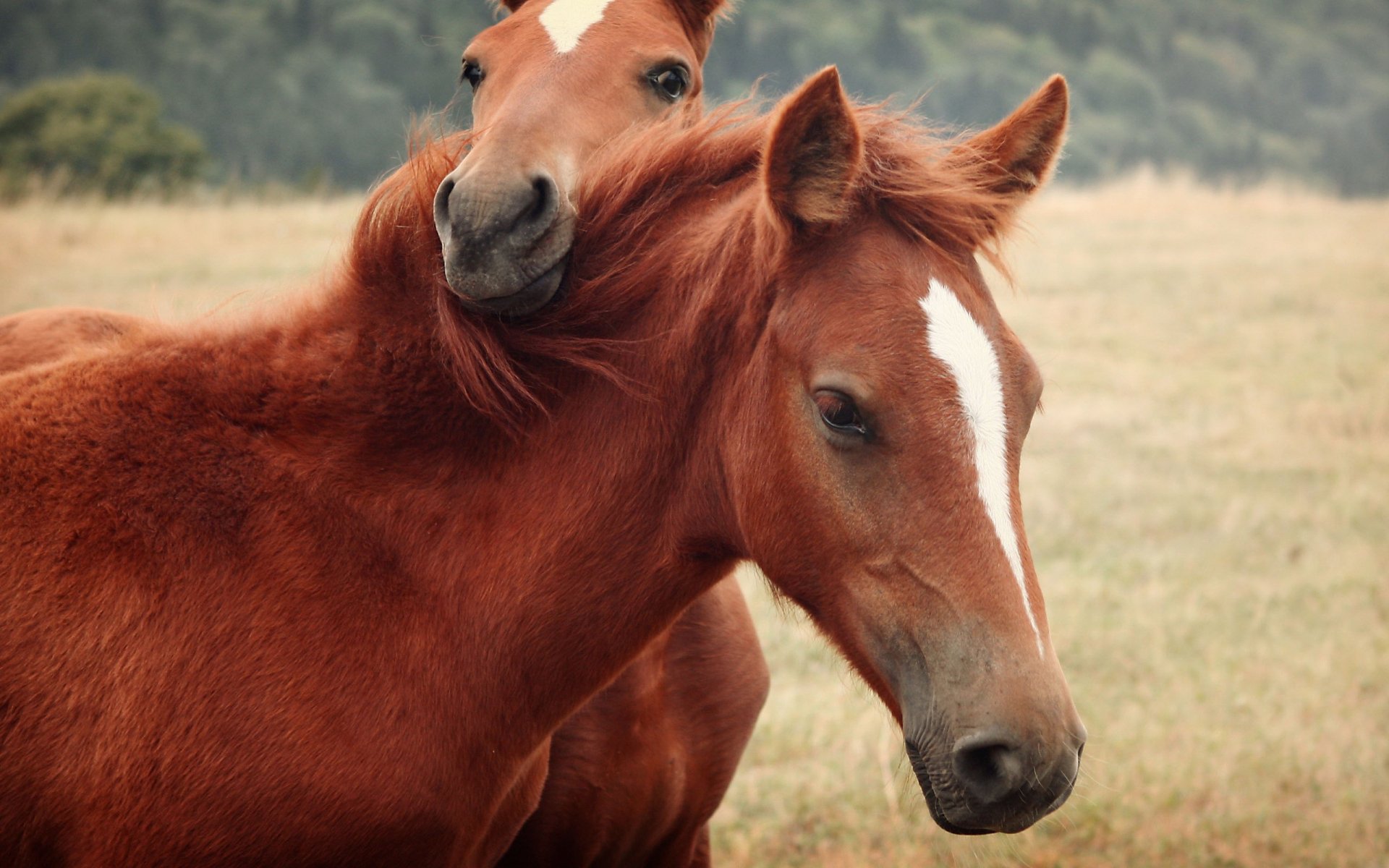 Two brown horses are playfully interacting in a grassy field, showcasing their companionship and beauty. This image serves as a captivating HD desktop wallpaper and background.