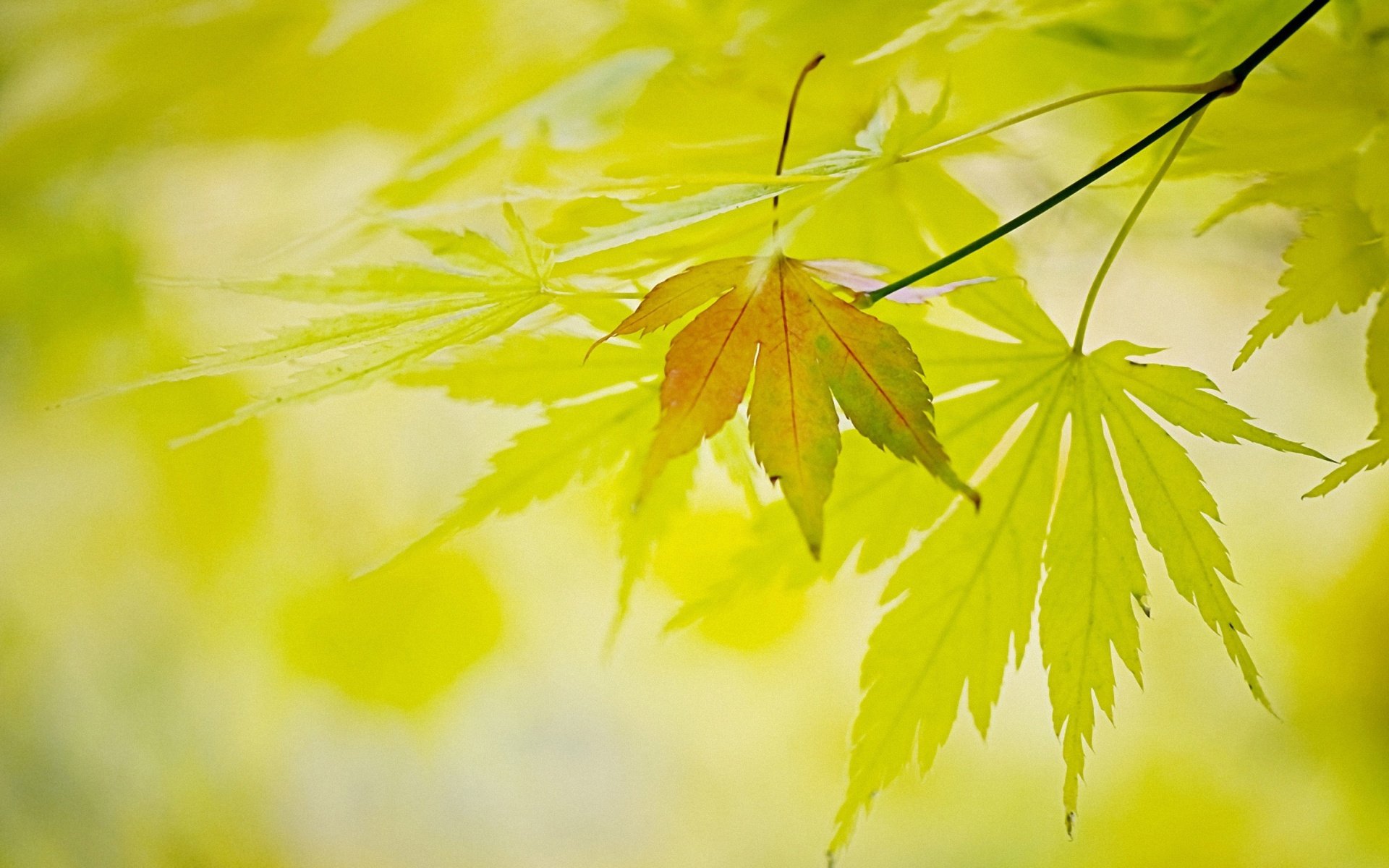 HD desktop wallpaper featuring close-up of vibrant green and yellow leaves in soft natural light, capturing the serene beauty of nature.