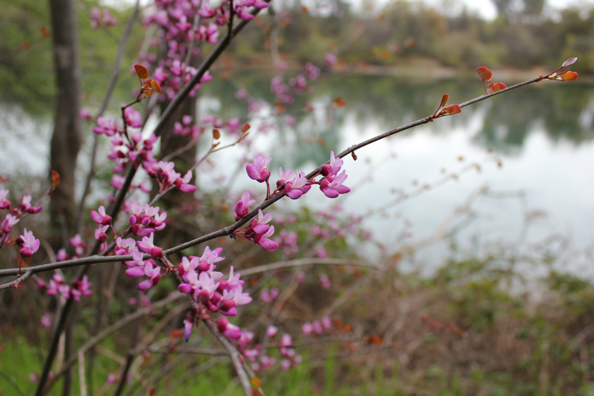 A stunning HD desktop wallpaper featuring vibrant pink blossoms by a serene body of water, capturing the beauty of nature in full bloom.