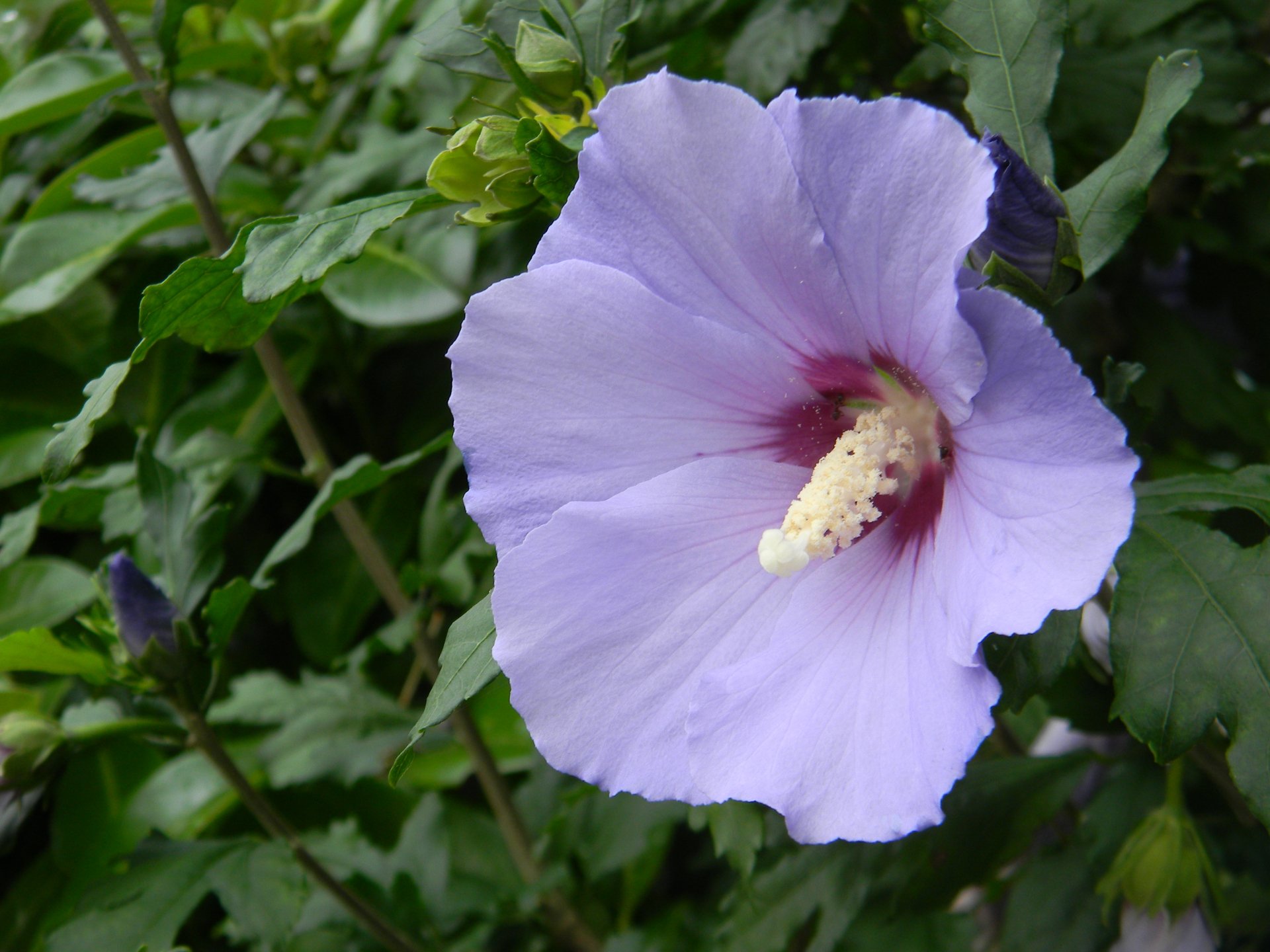 Purple Flower by dovah