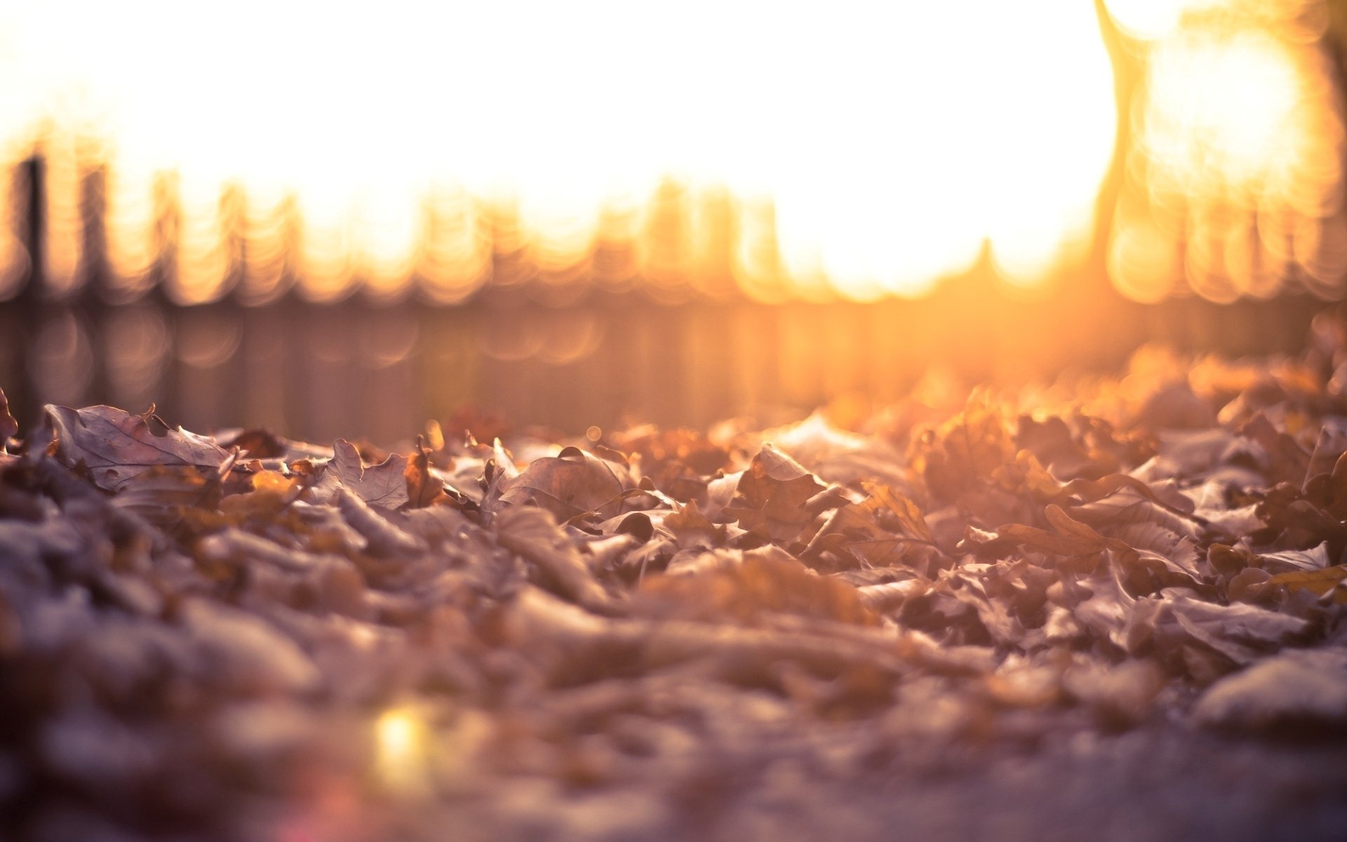 Download Nature Leaf HD Wallpaper