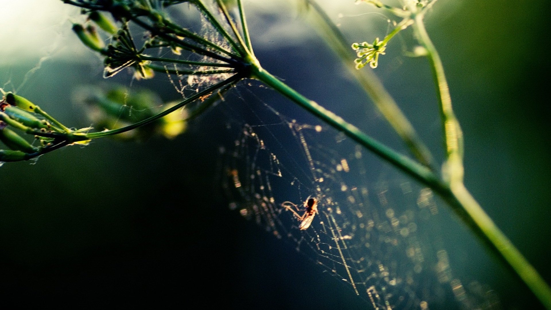 HD photography of a spider web with a small spider clinging to dew-speckled threads between green stems, soft bokeh — PC desktop wallpaper/background