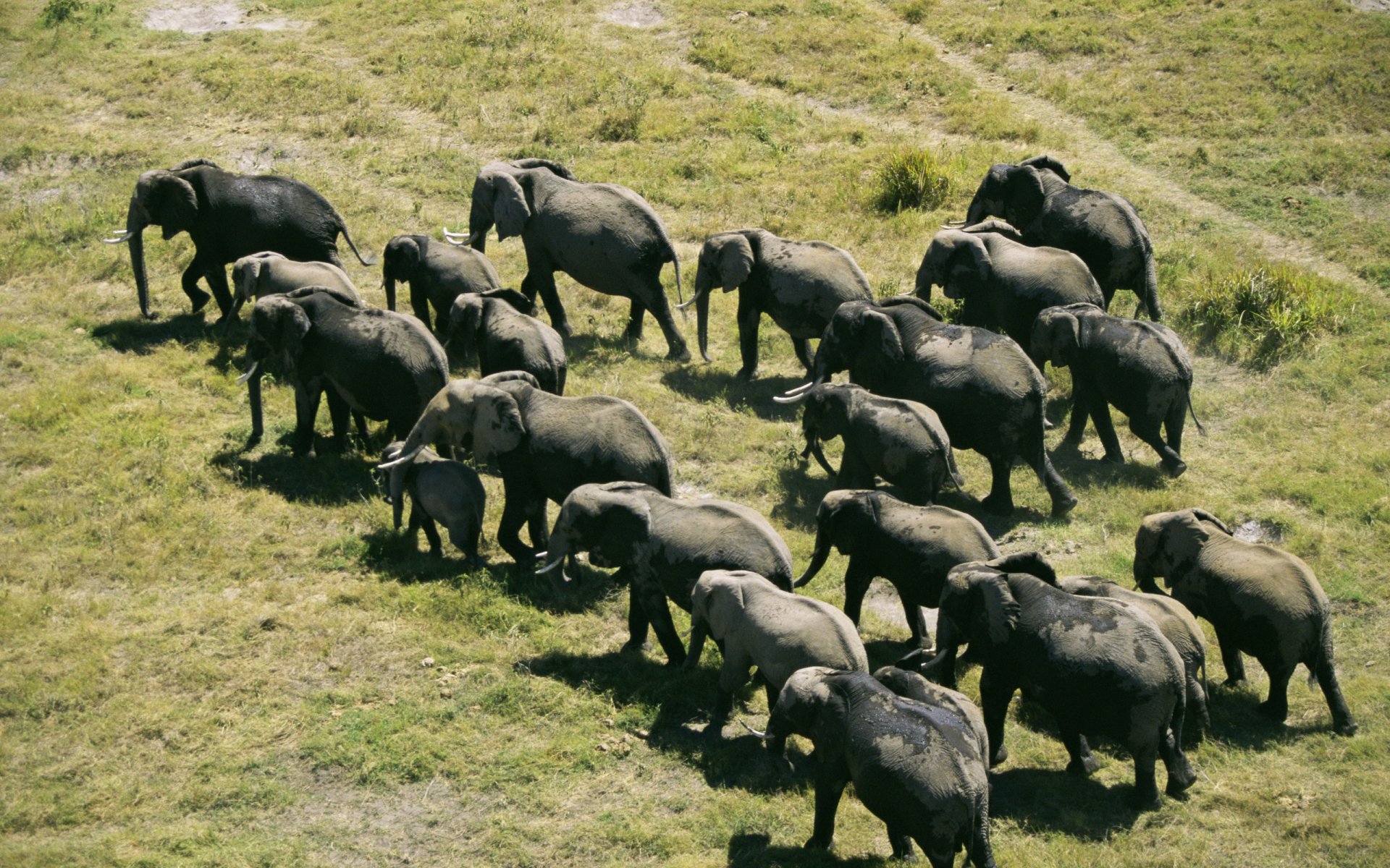 A herd of African bush elephants walking across a grassy landscape, captured in a high-definition PC desktop wallpaper and background.