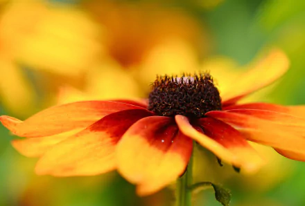Close-up of a vibrant black-eyed Susan flower in nature, captured in high definition for a vivid PC desktop wallpaper and background.