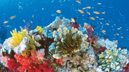  summer marine life
