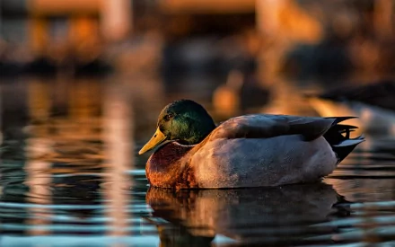 Animal mallard HD Desktop Wallpaper | Background Image