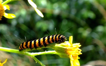 HD desktop wallpaper featuring a close-up of a striped caterpillar crawling on a yellow flower against a blurred green background.