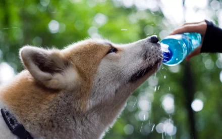 A close-up of a shiba inu drinking from a blue water bottle, with droplets splashing, set against a lush green background. This HD image serves as a vibrant desktop wallpaper.