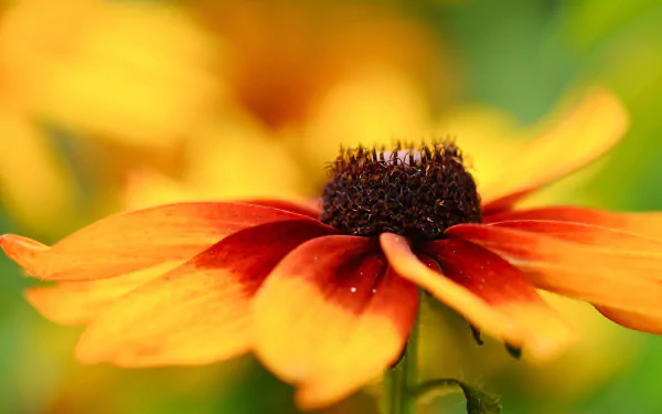 Close-up of a vibrant black-eyed Susan flower in nature, captured in high definition for a vivid PC desktop wallpaper and background.