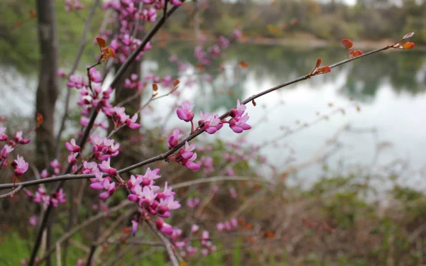 A stunning HD desktop wallpaper featuring vibrant pink blossoms by a serene body of water, capturing the beauty of nature in full bloom.
