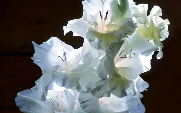 nature gladiolus HD Desktop Wallpaper | Background Image